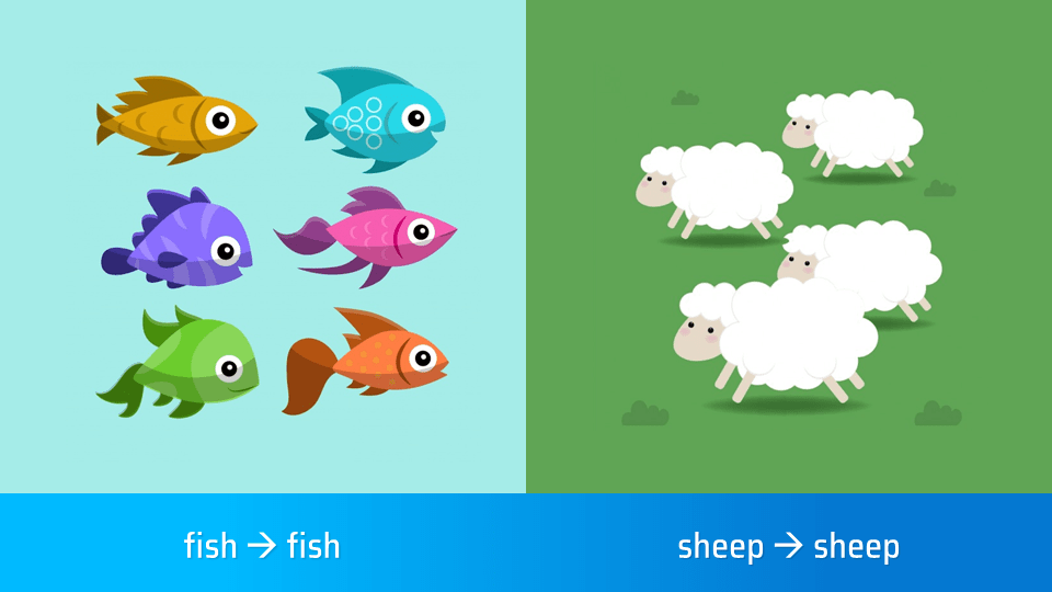 fish, sheep