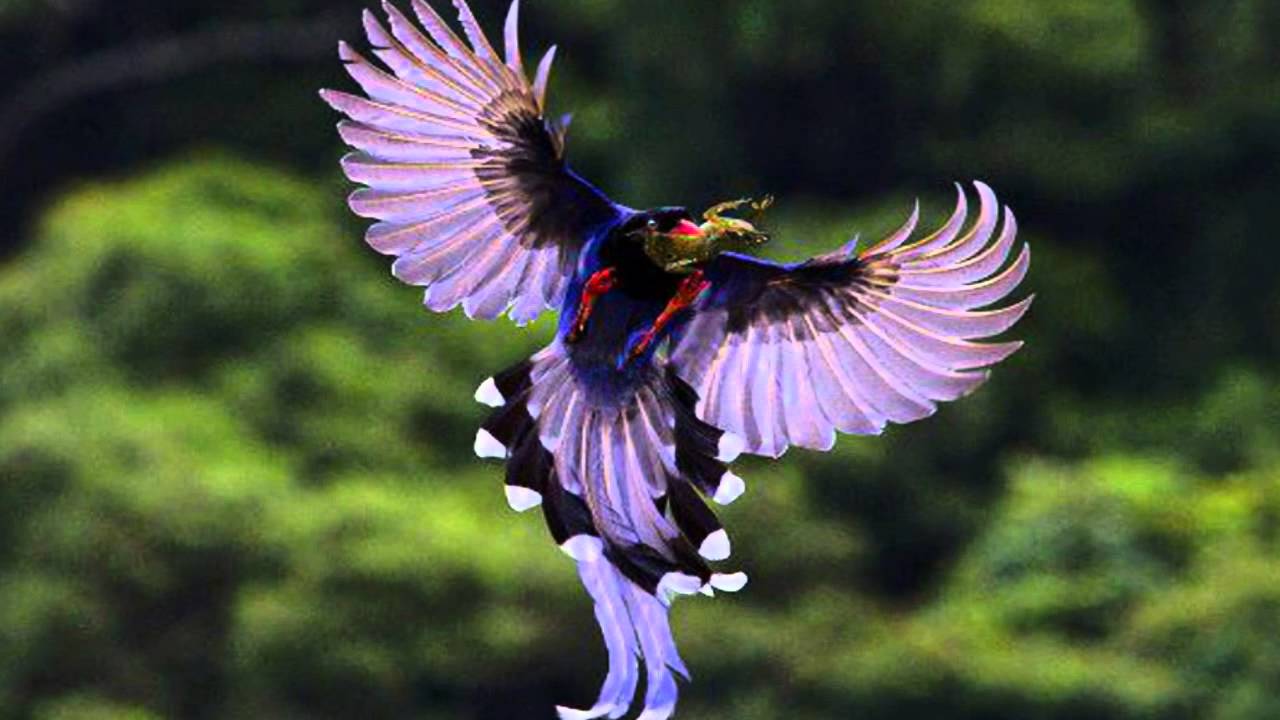 A BEAUTIFUL BIRD