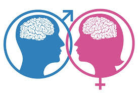 BRAINS OF WOMEN AND MEN