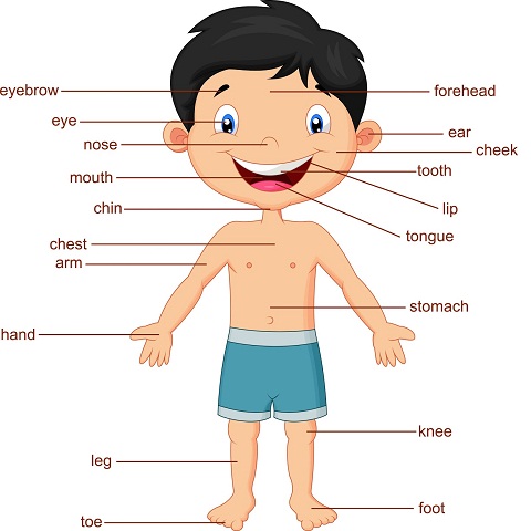 PARTS OF THE BODY AND DESCRIBING PEOPLE