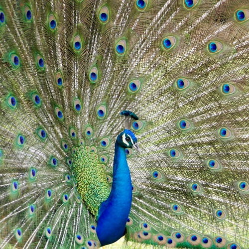 THE FIRST PEACOCK